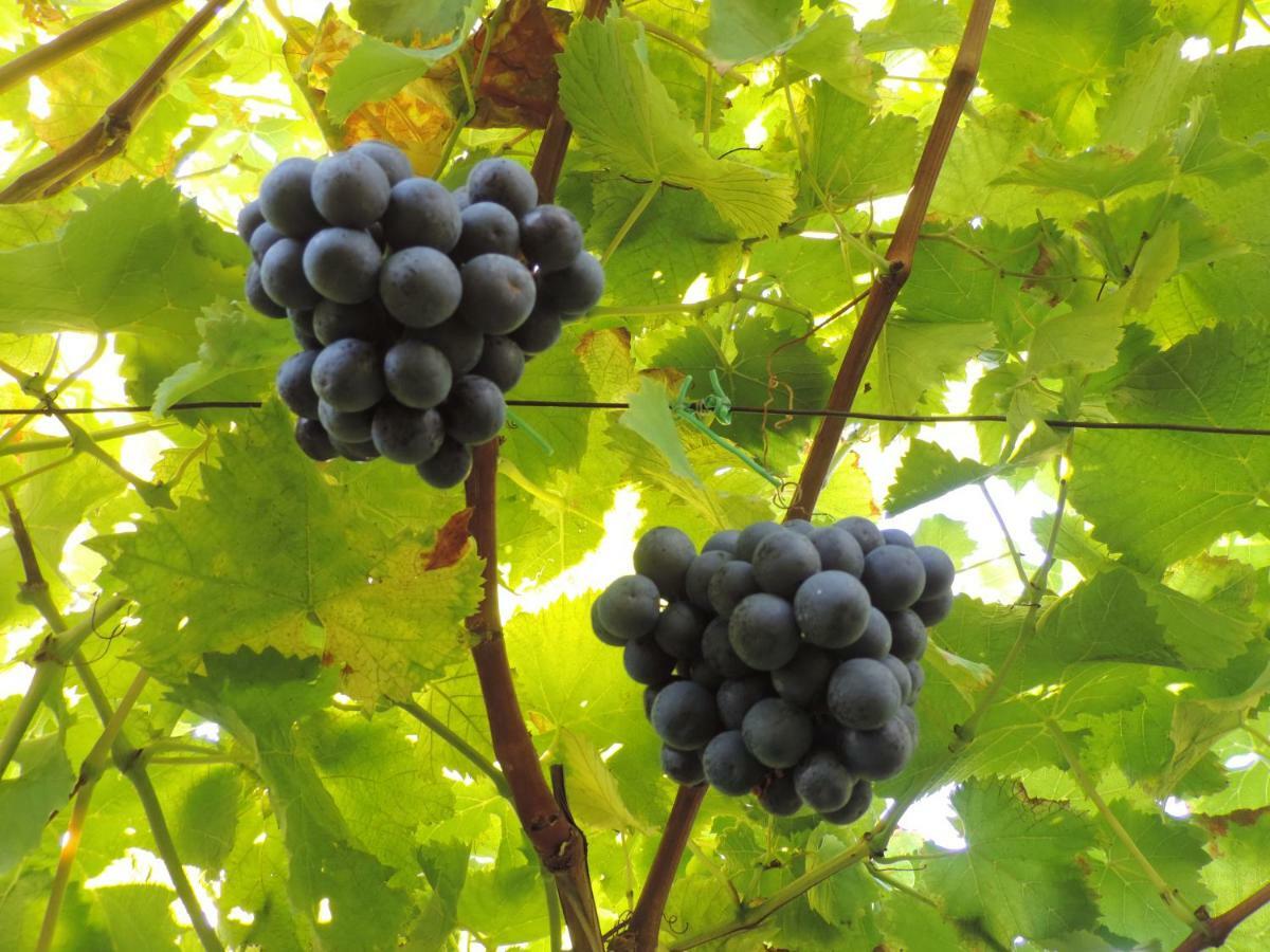 Boutique Appartamento Bacchus 말렝고 외부 사진